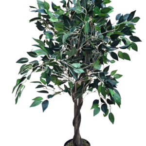 plante