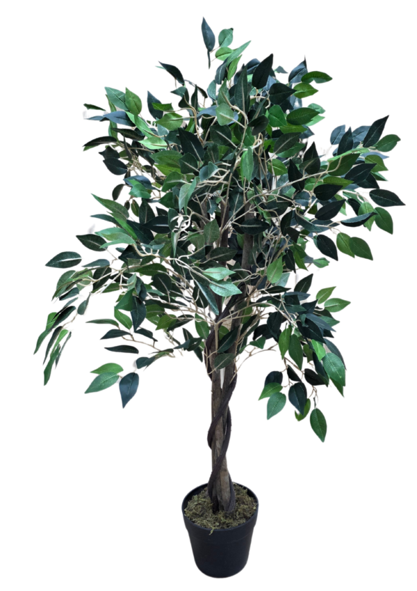 plante