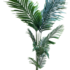 plante