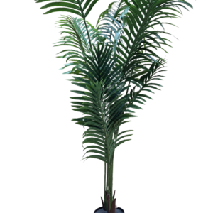 plante