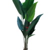 plante