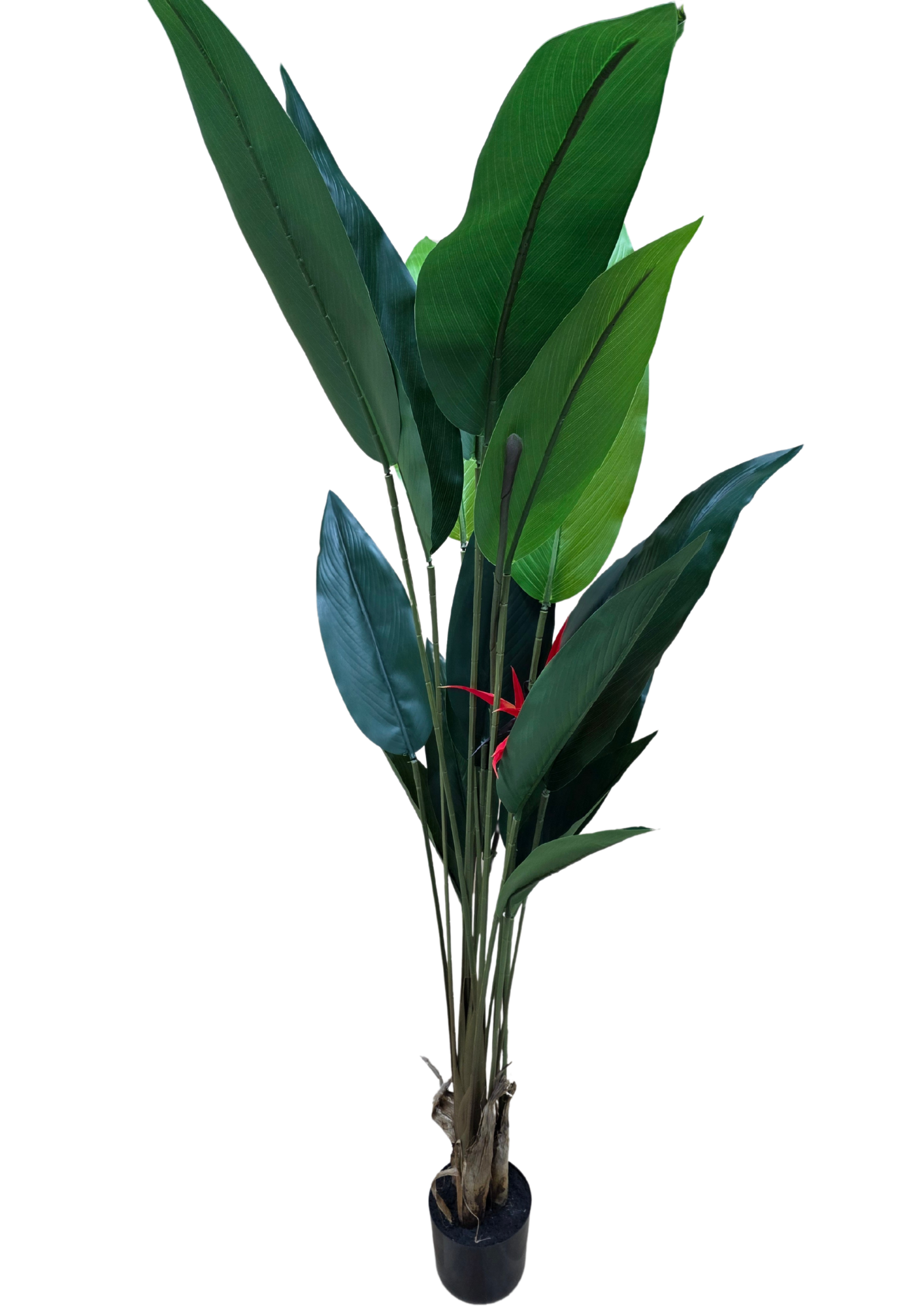 plante