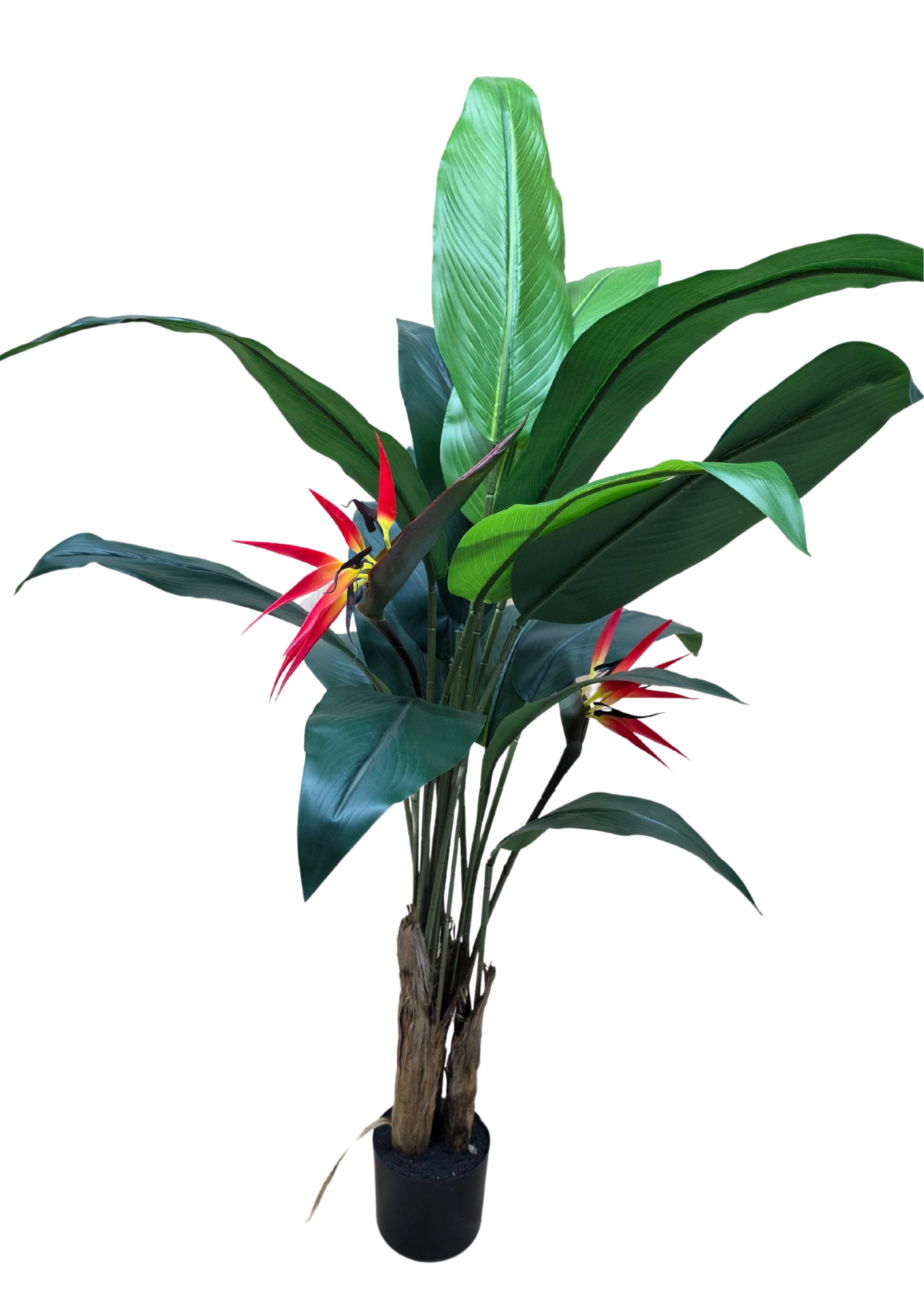 plante