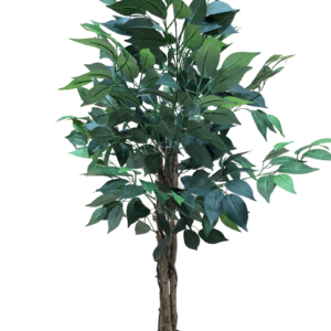 plante