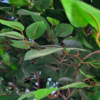 Planta decorativa artificiala JS2845-100