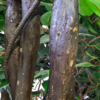 Planta decorativa artificiala JS2845-100