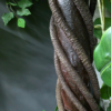 Planta decorativa artificiala JS2846-100