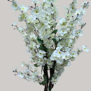 plante