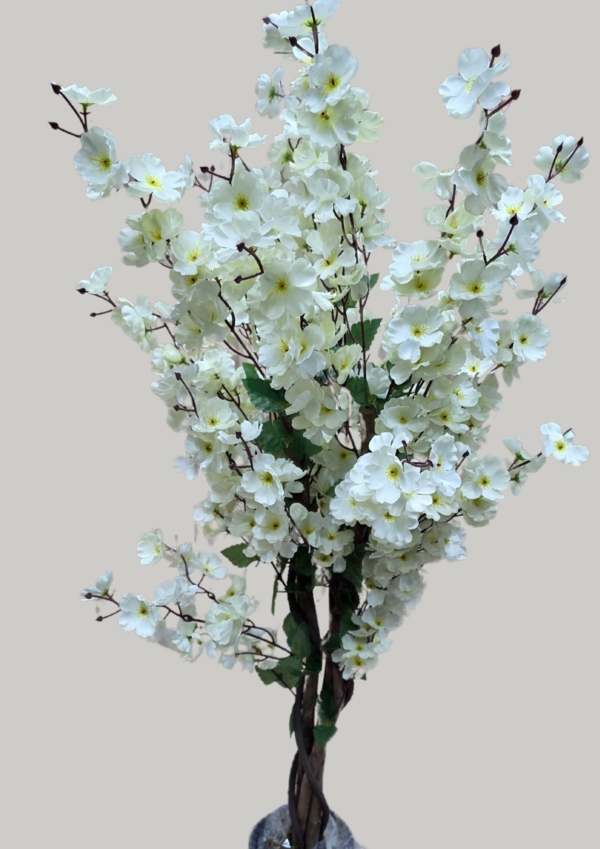 plante