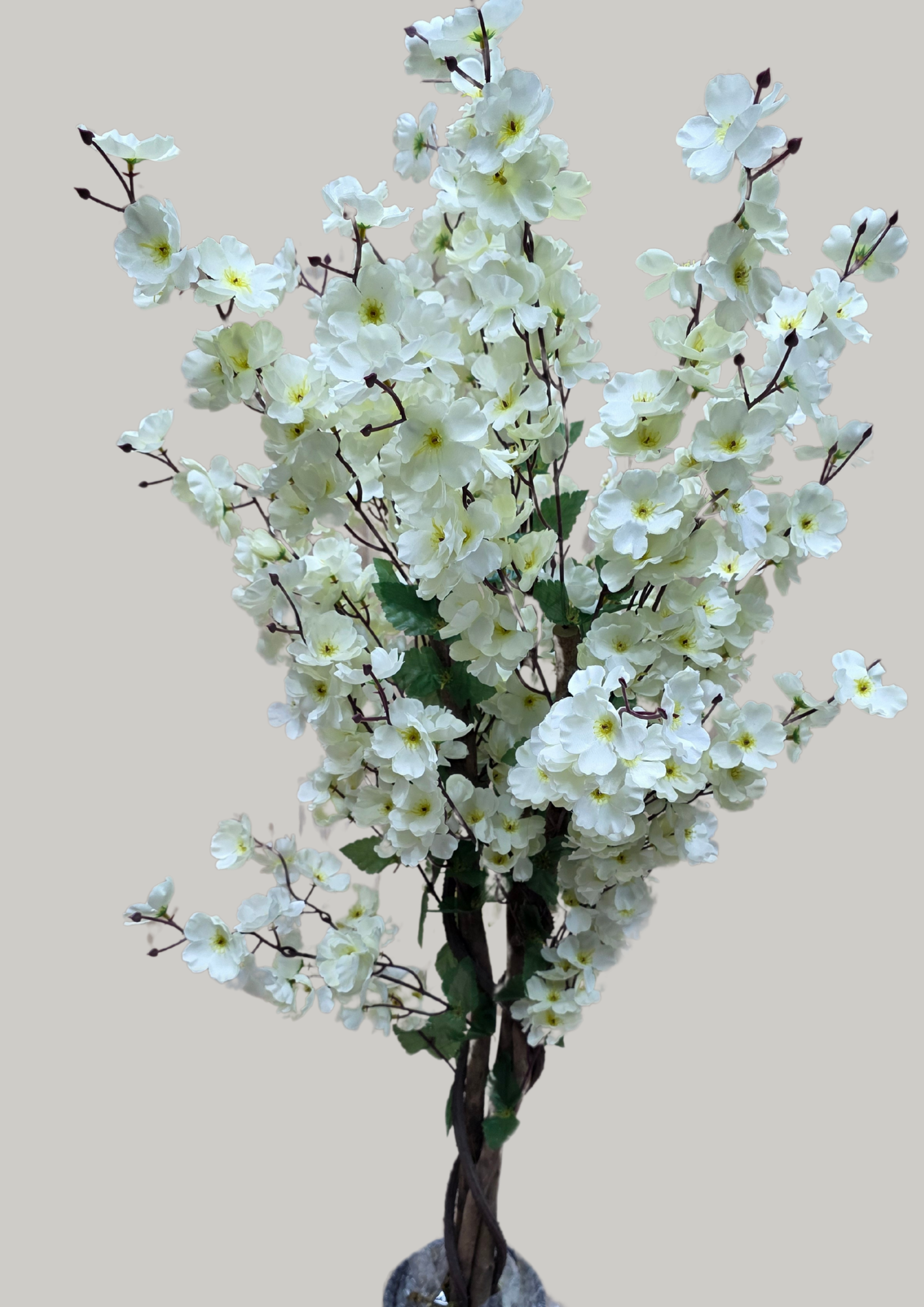plante