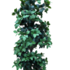 plante