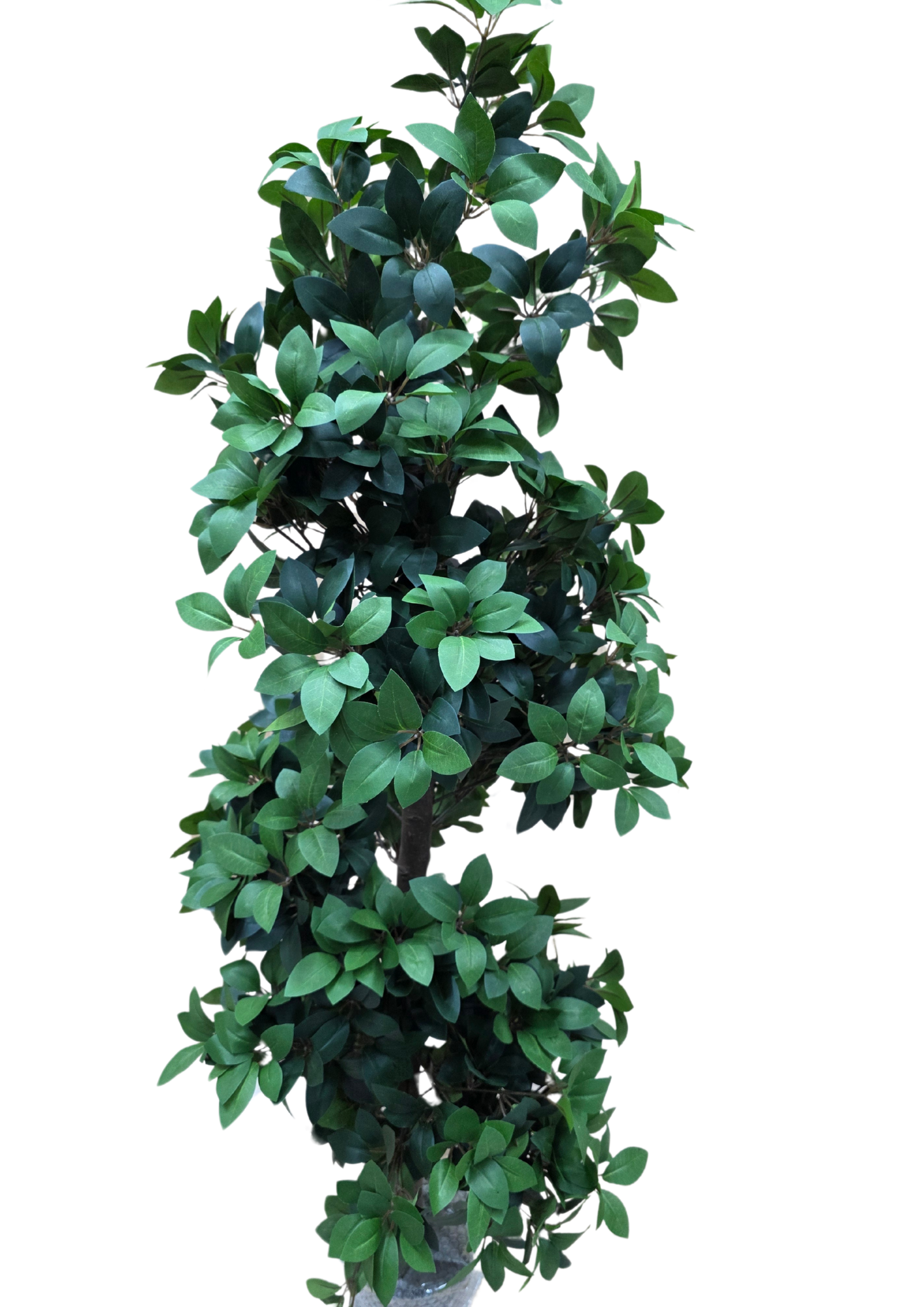 plante