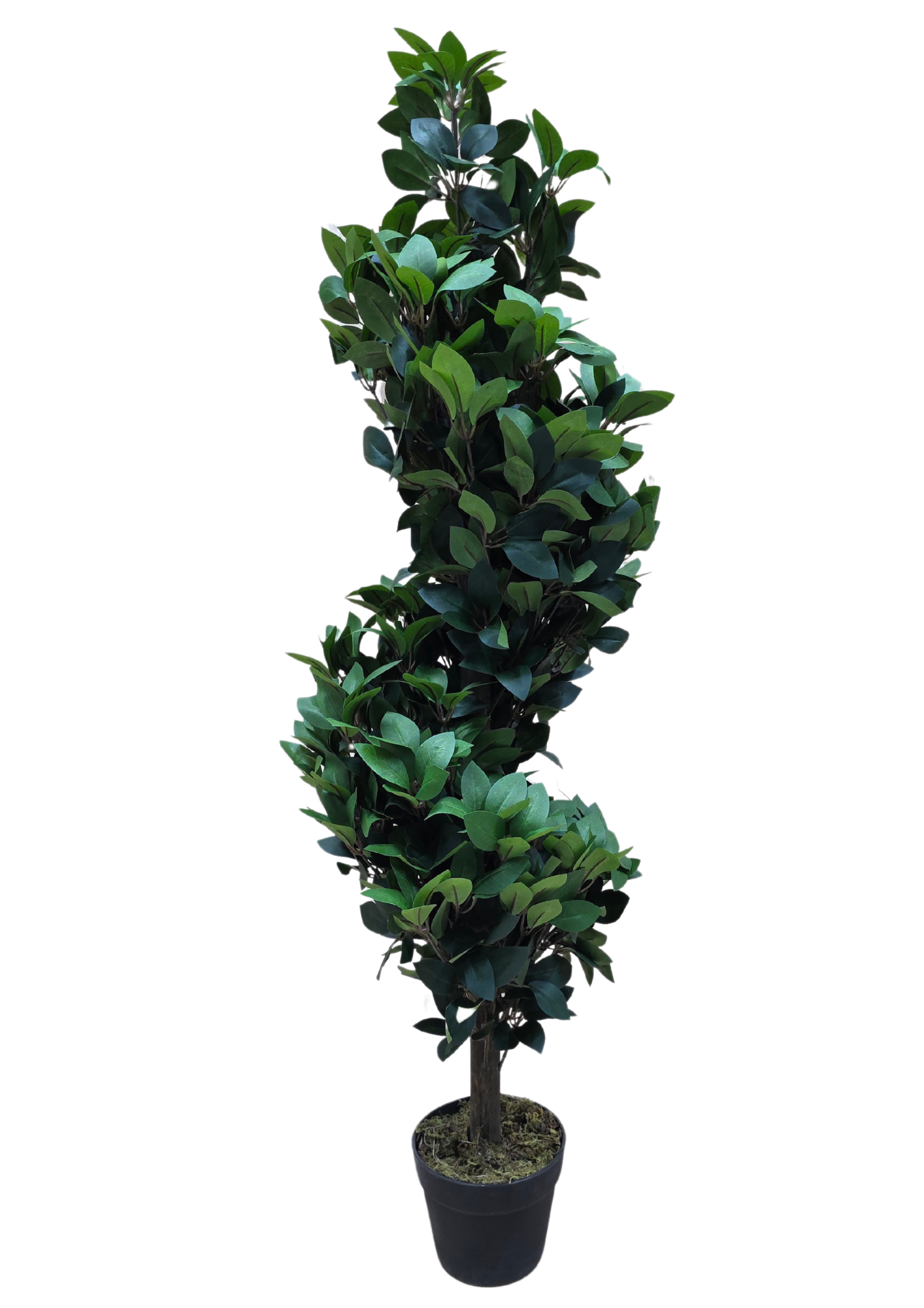 plante