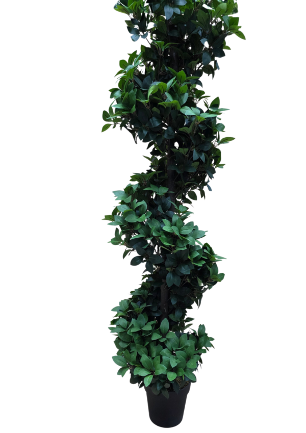 plante