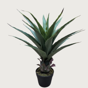 planta