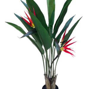 planta banan