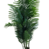 plante