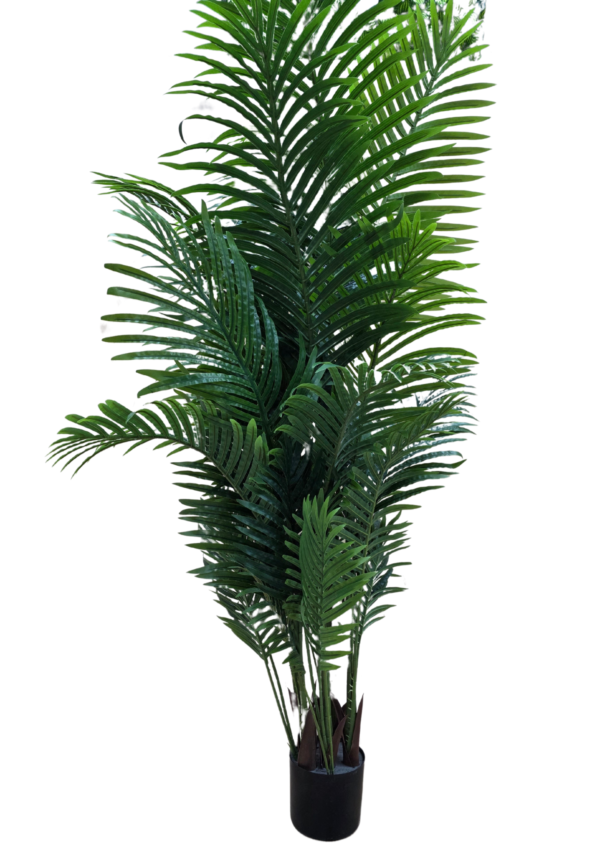 js3068 (2) plante