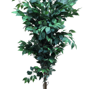 plante