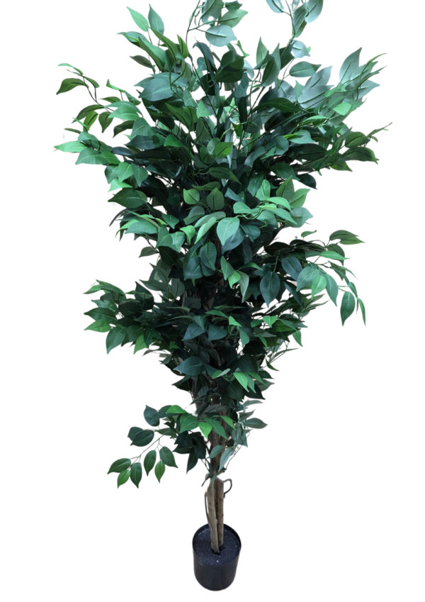 plante