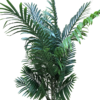 plante
