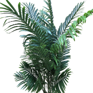 plante
