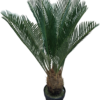 plante