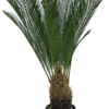 Planta decorativa artificiala JS3175