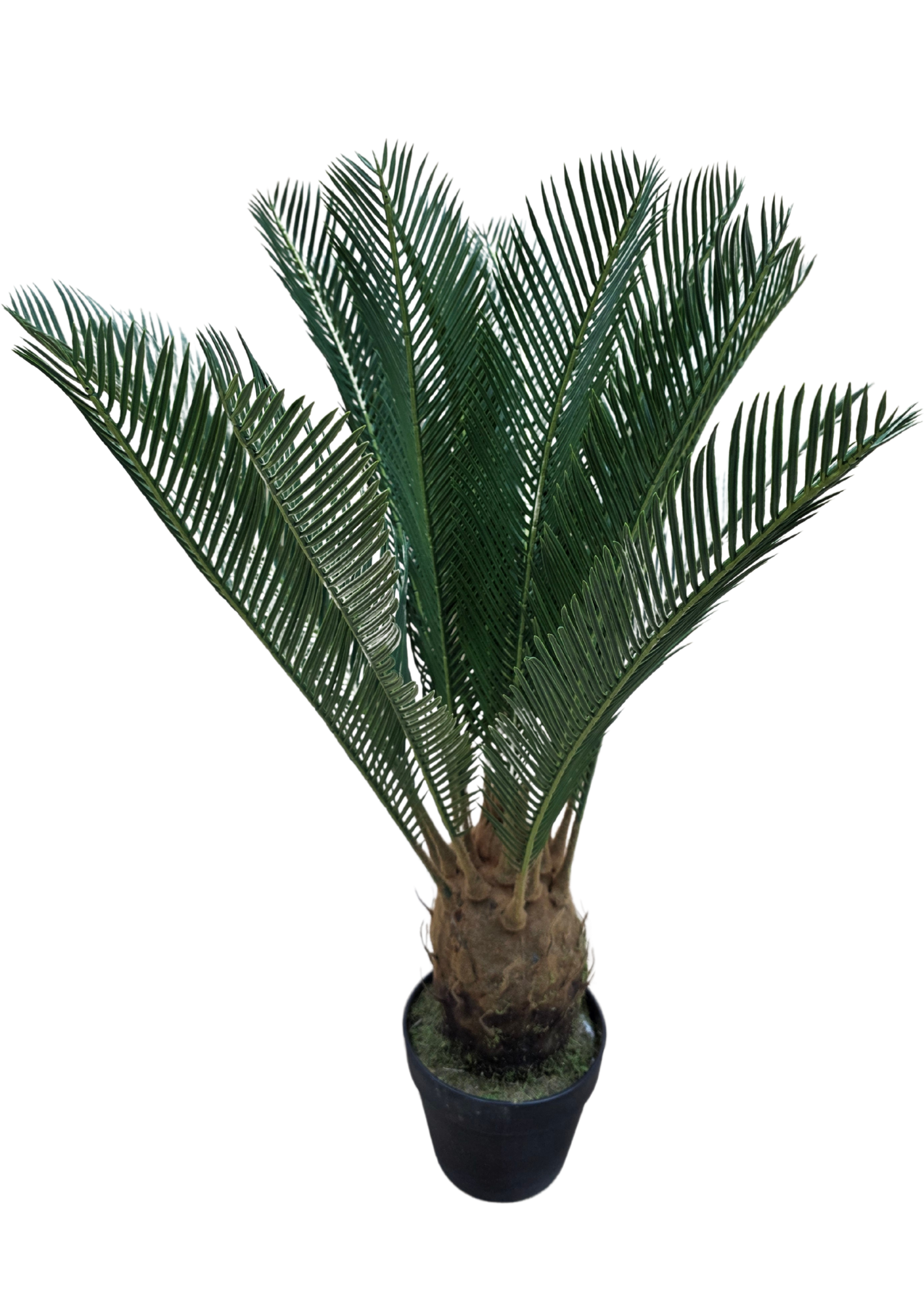 plante