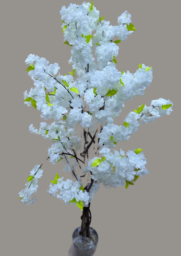 plante