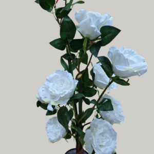 PLANTE