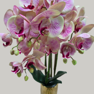 plante