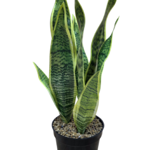 plante