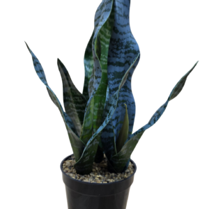 planta