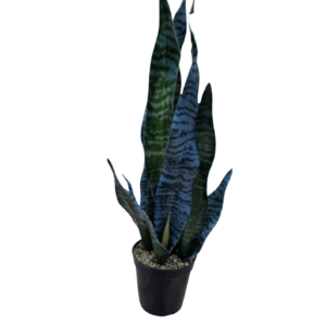 planta