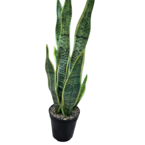 plante