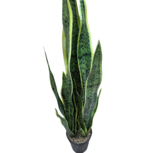 planta