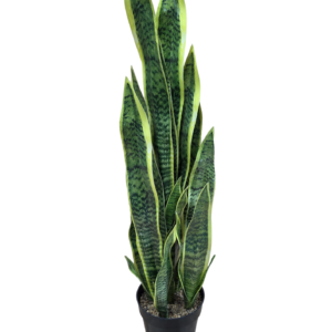 plante